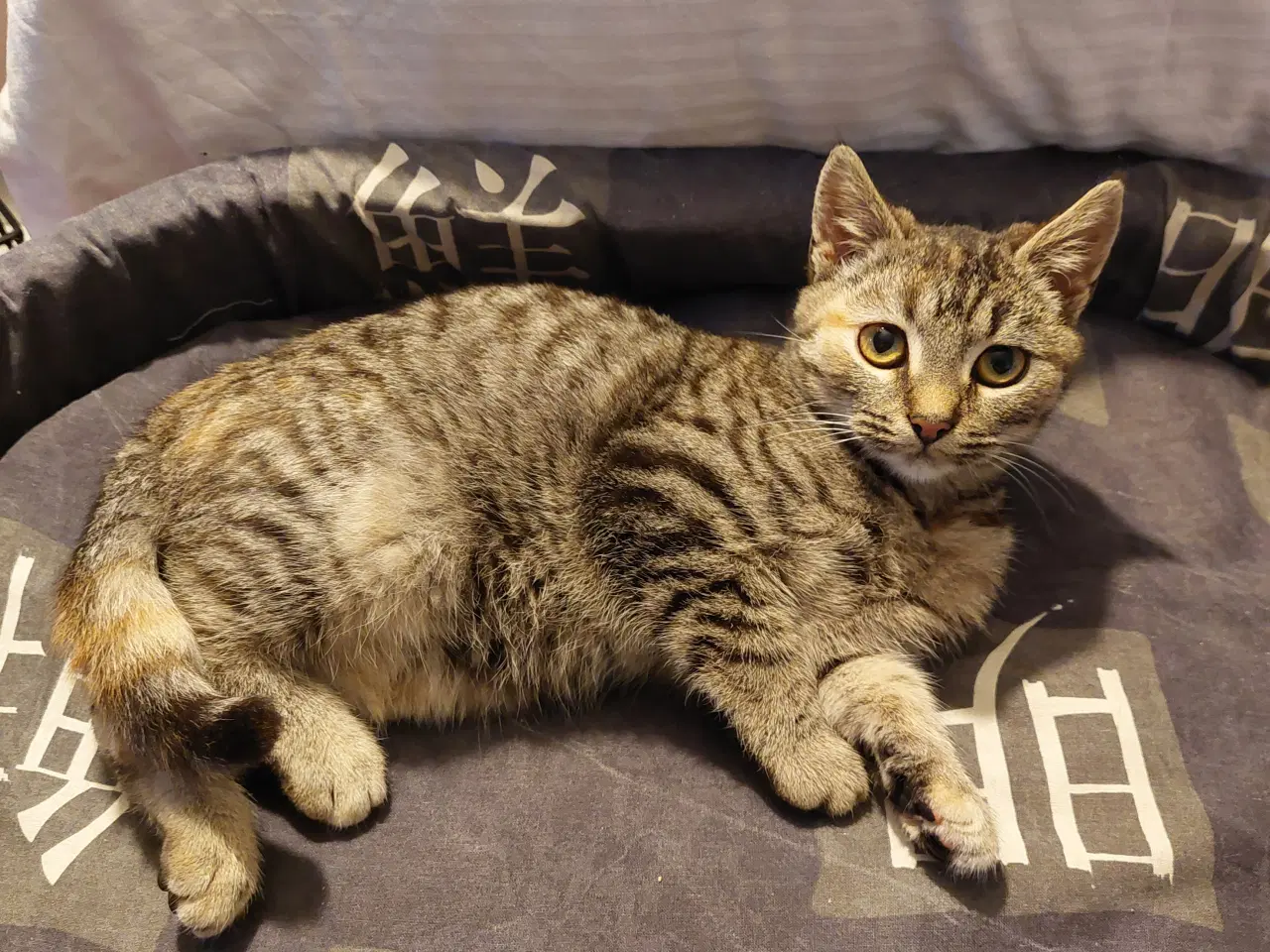 Billede 3 - Seng til Katte /Hunde