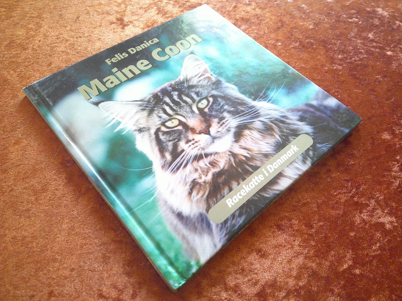 Billede 1 - Maine Coon, Felis Danica