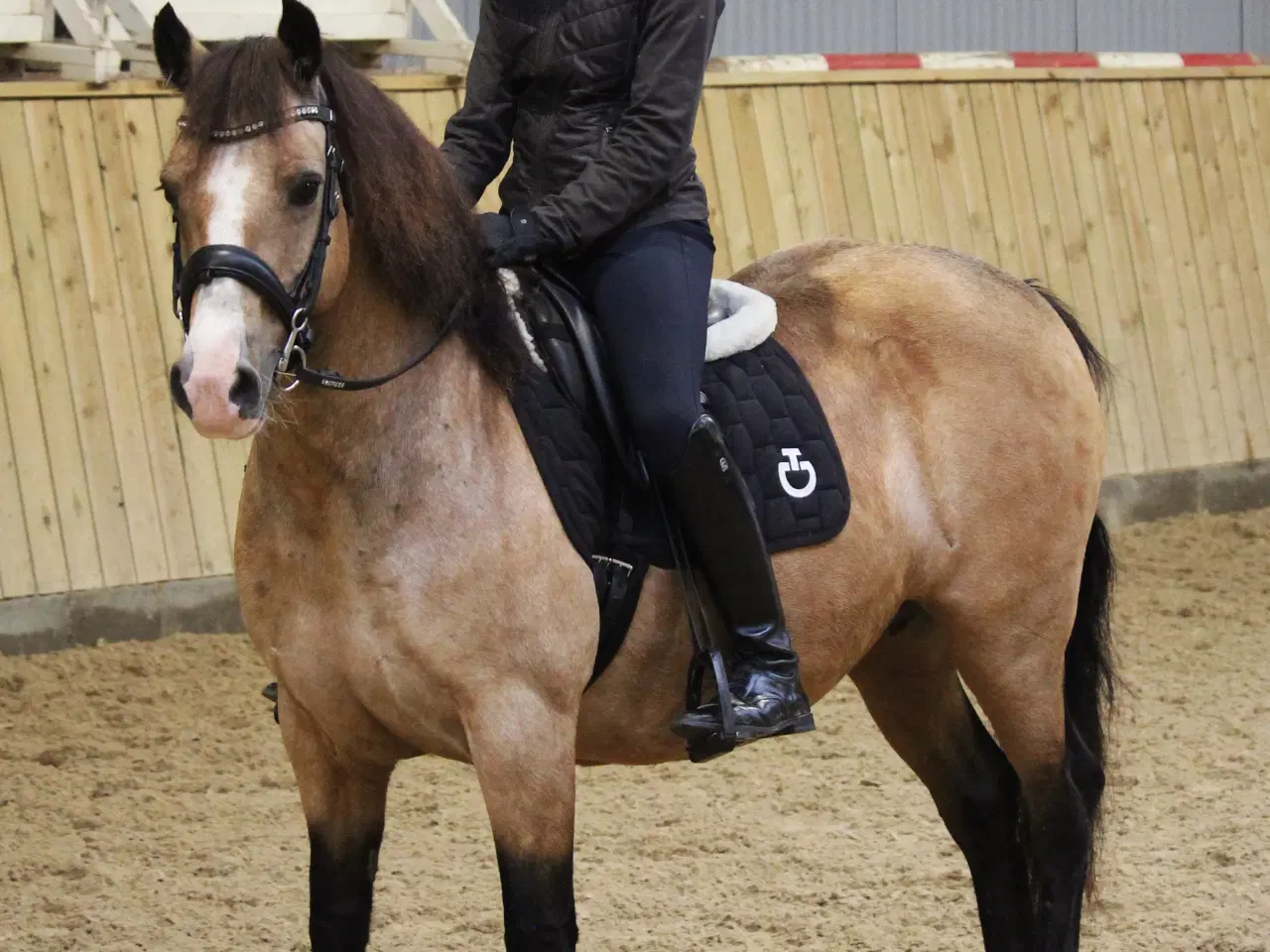 Billede 2 - Sød og børnevenlig kat 3 Welsh hoppe