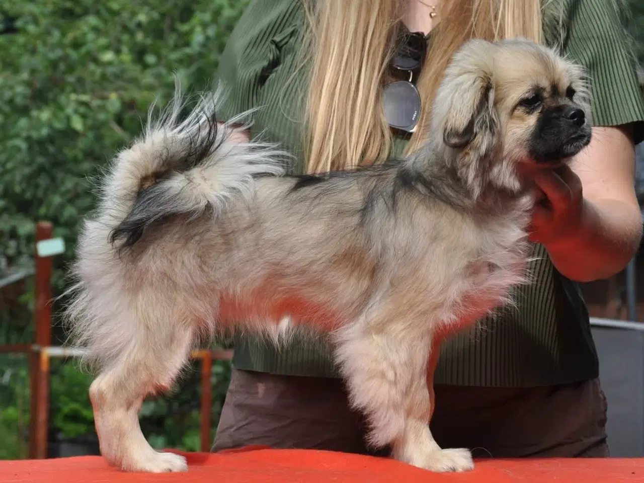 Billede 2 - Tibetansk Spaniel