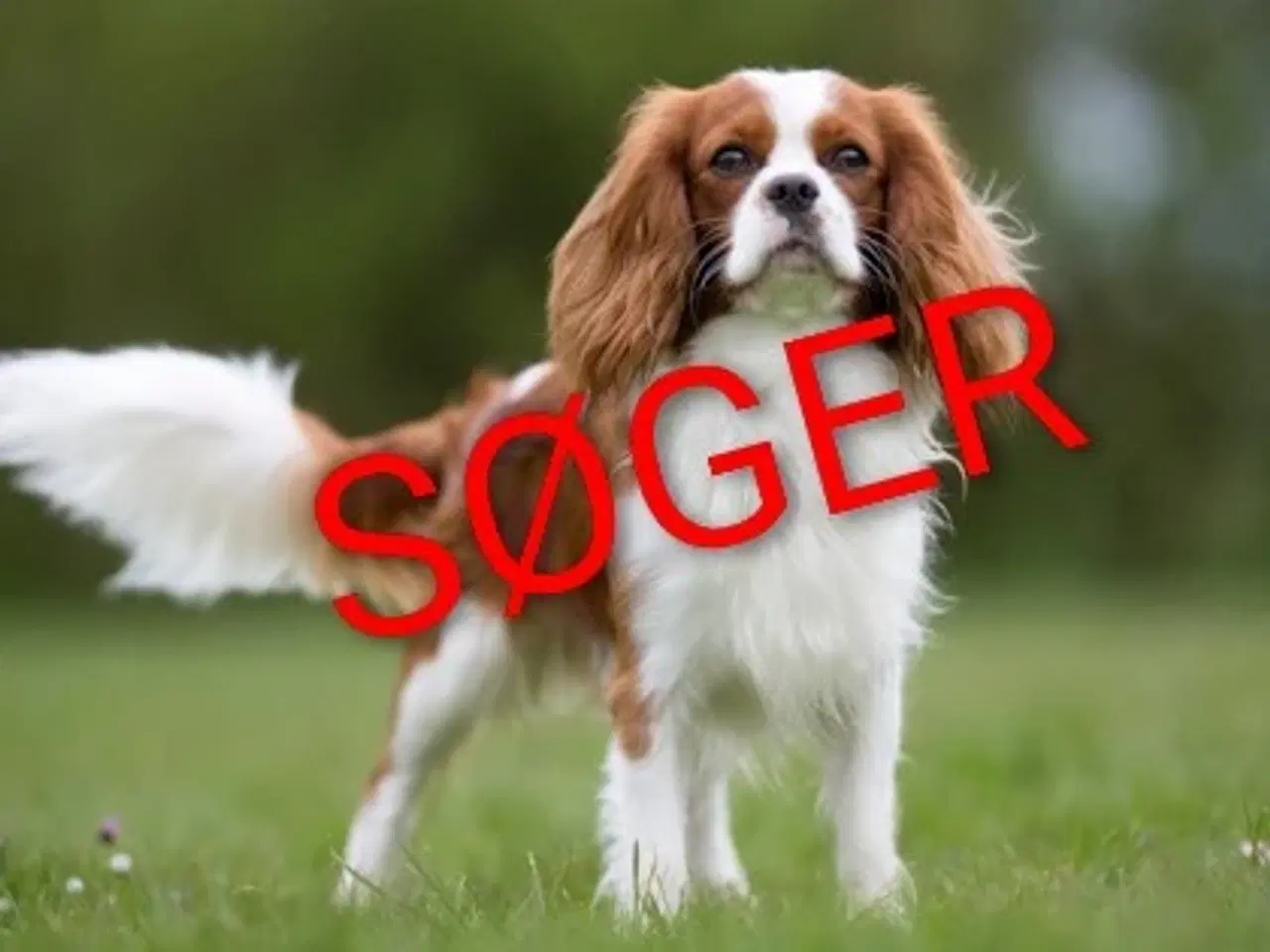 Billede 1 - SØGER voksen hund