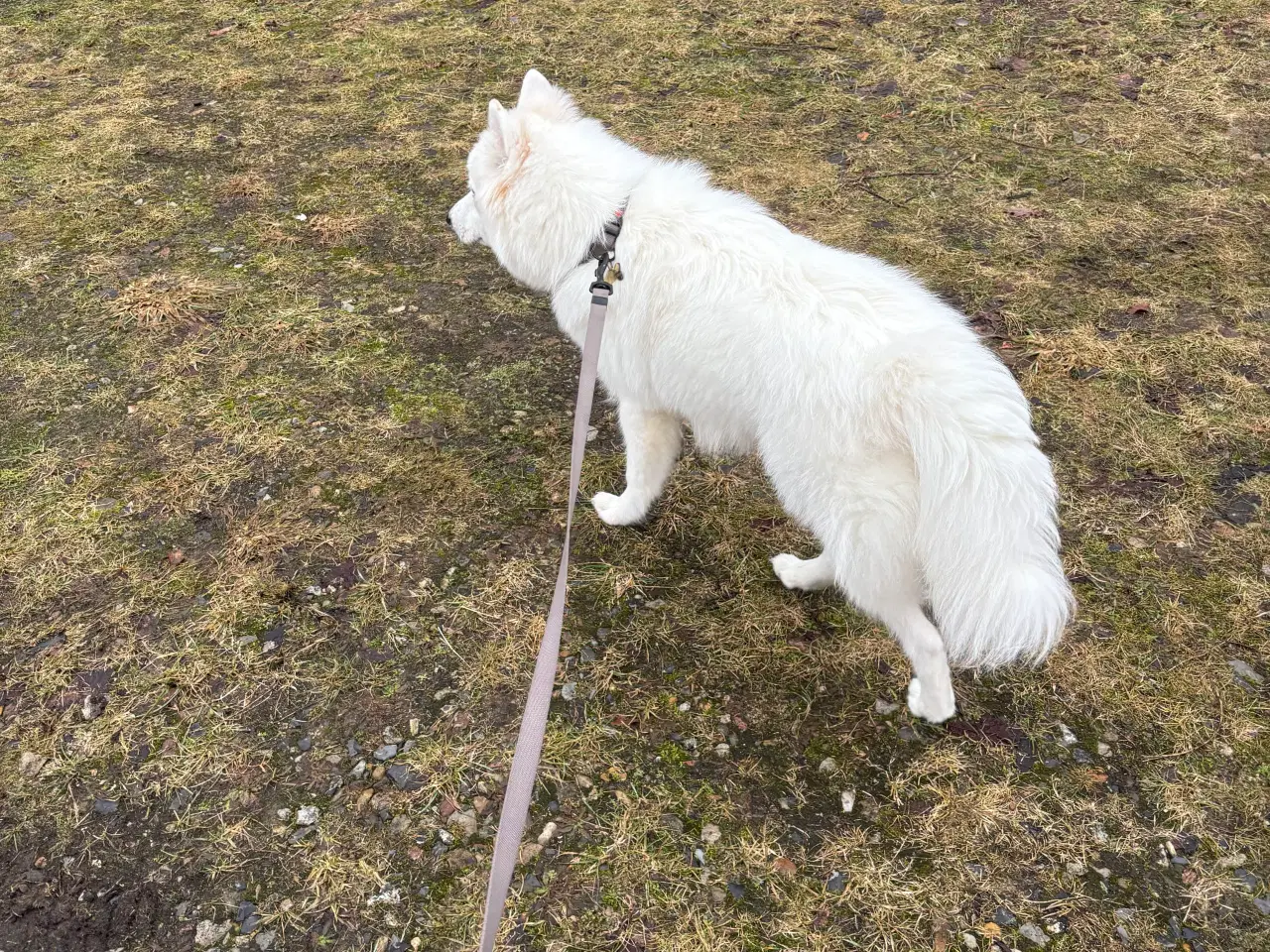 Billede 2 - Samojede