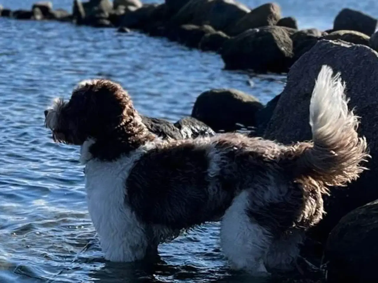 Billede 9 - Labradoodlehvalpe til sommer