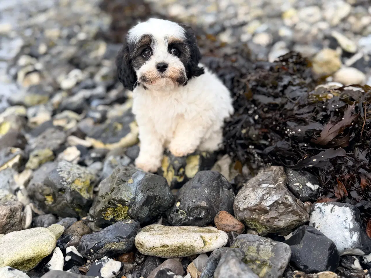 Billede 10 - Doodle Dreng