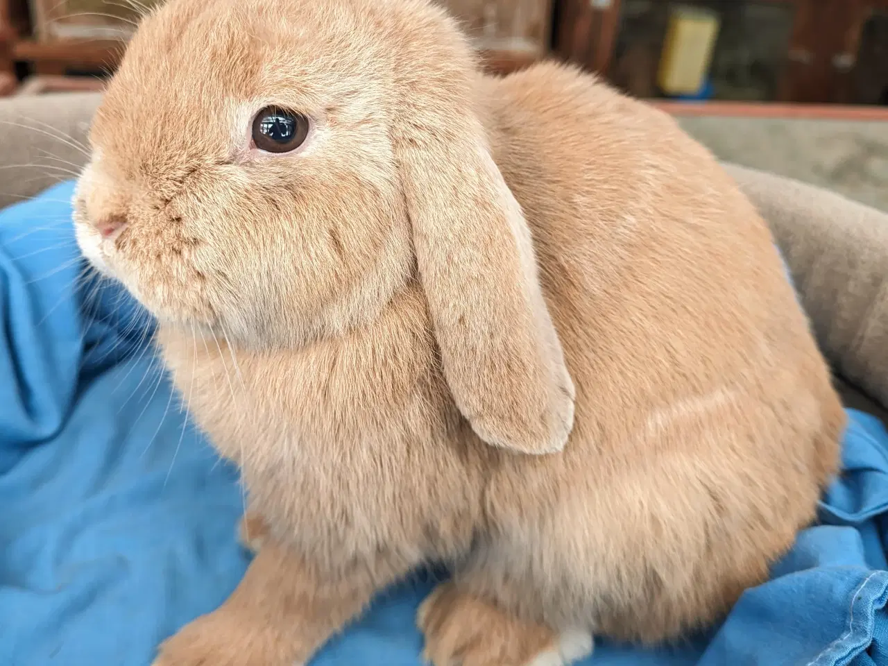 Billede 3 - Kastreret minilop kanin