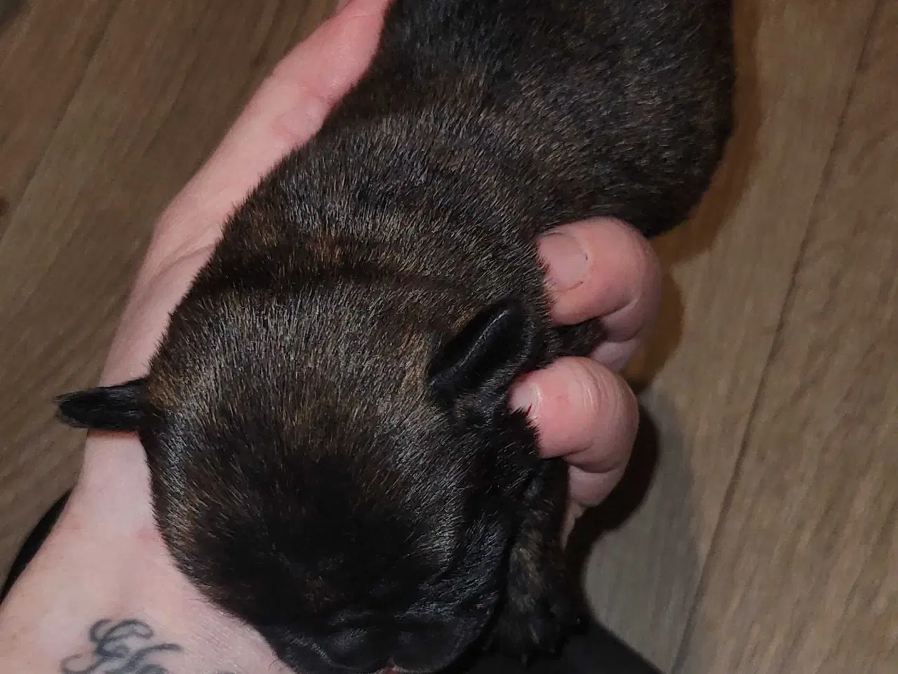 Billede 5 - Mops beagle blanding