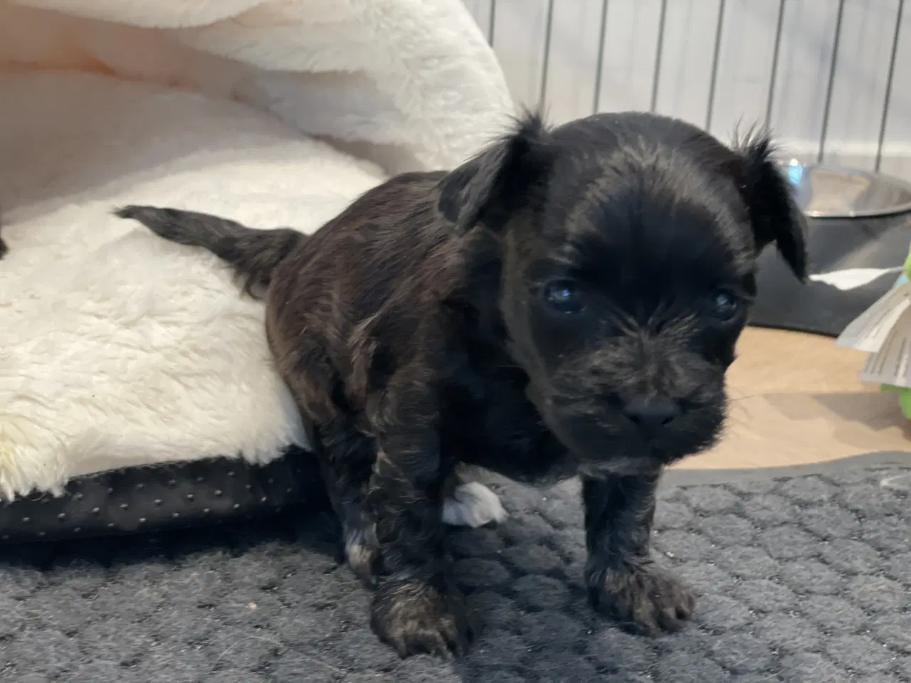 Billede 2 - Yorkipoo hvalpe-klar til nyt hjem uge 7