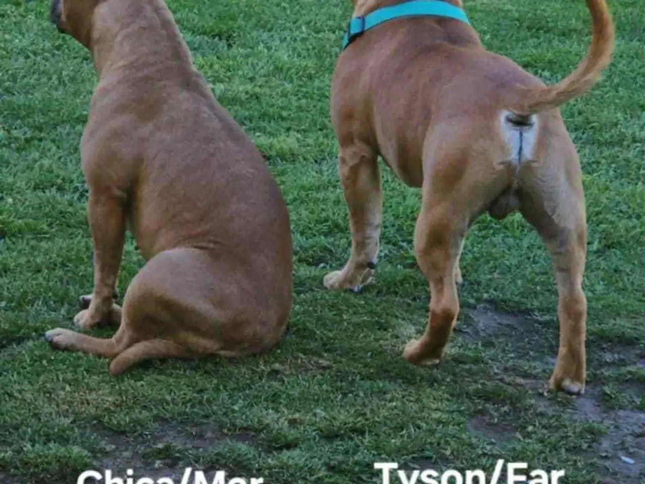 Billede 12 - 🐾 Staffordshire Bull Terrier hvalpe m. stamtavle
