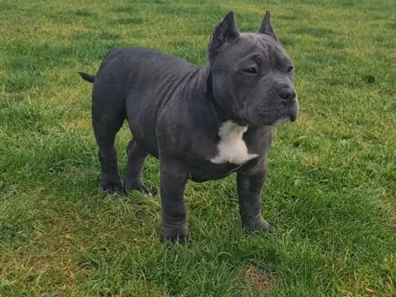 Billede 3 - American bully pocket abkc Pige 