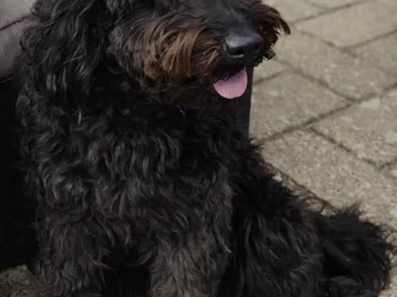 Billede 4 - Labradoodle- Puddel