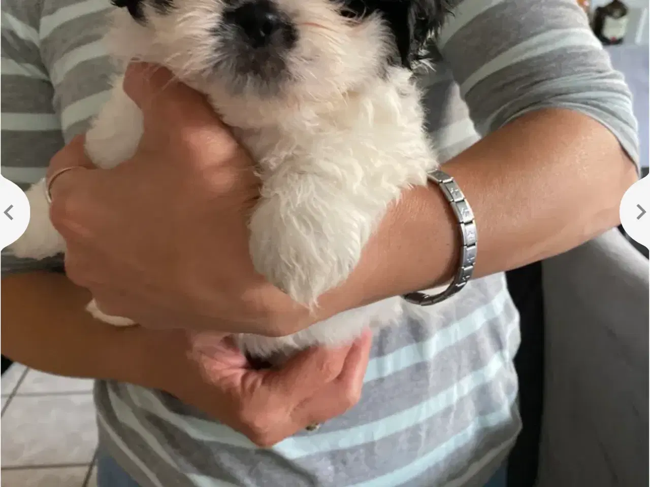 Billede 3 - Shih Tzu Hvalpe