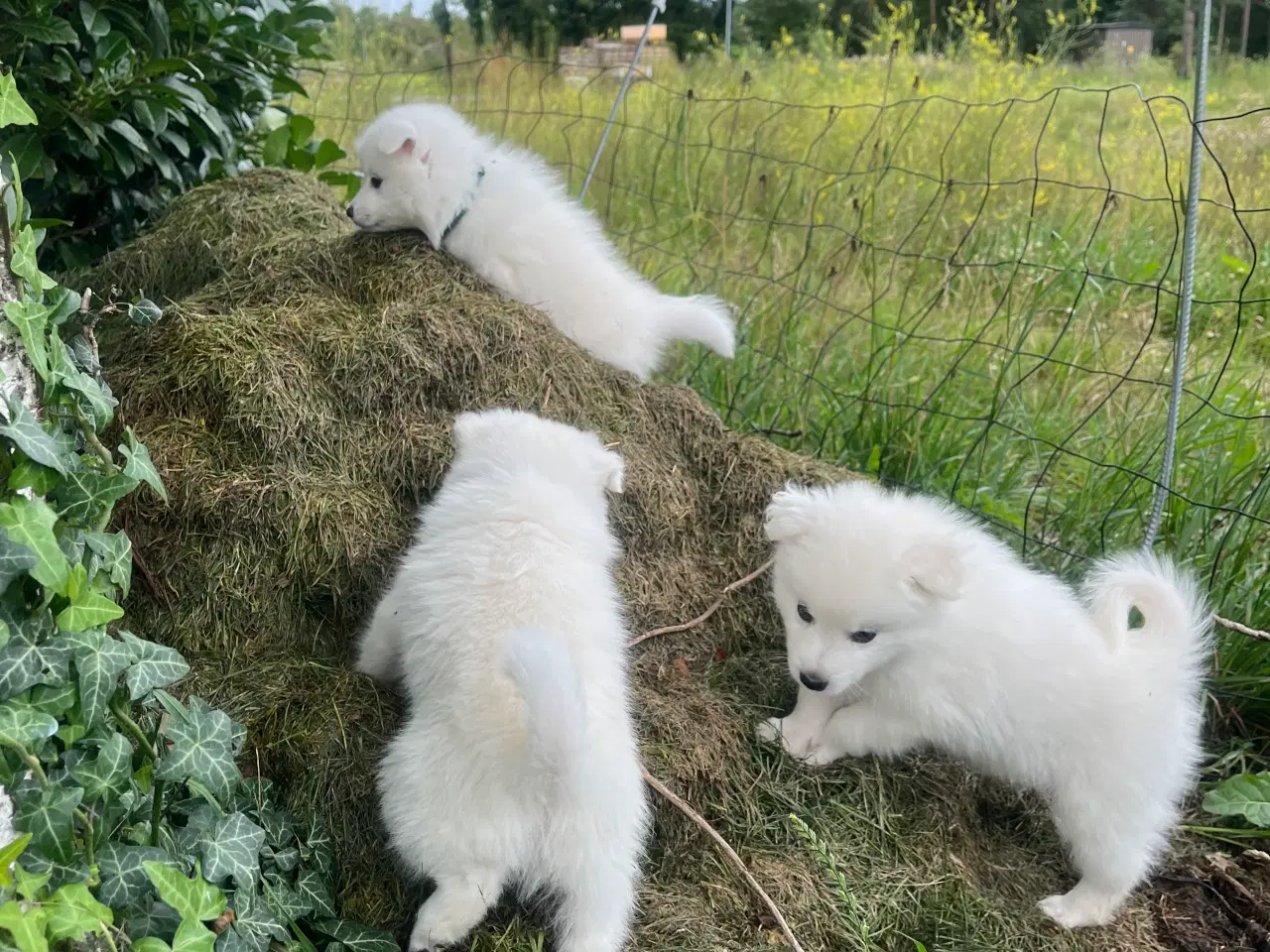 Billede 10 - Hunde hvalpe - Japansk spids