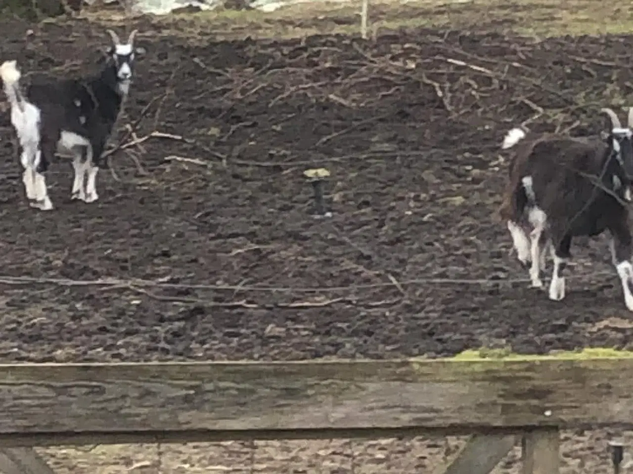 Billede 2 - Knold og Tot sælges