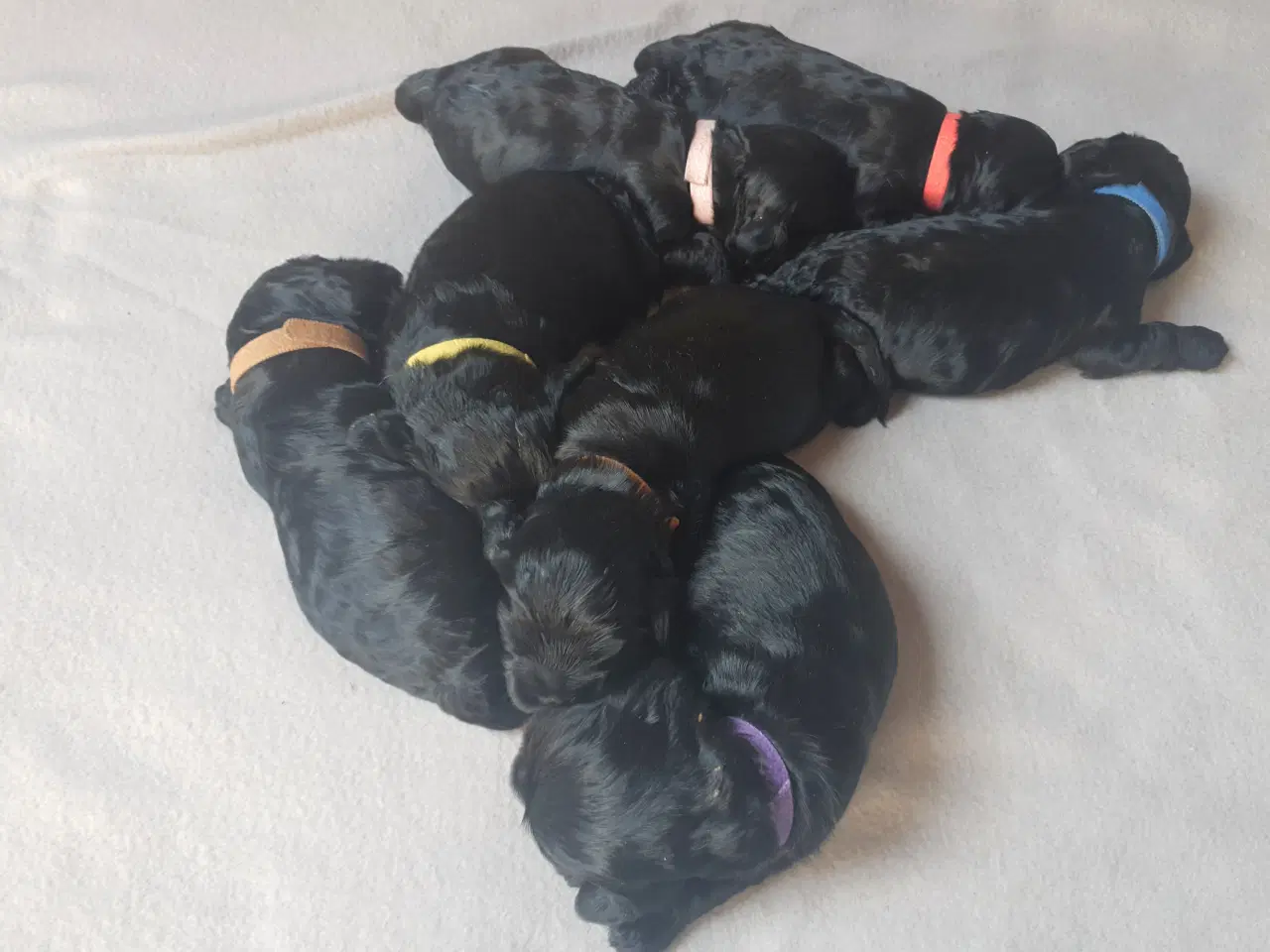 Billede 13 - Amerikansk cocker spaniel valper født 10 juni til 