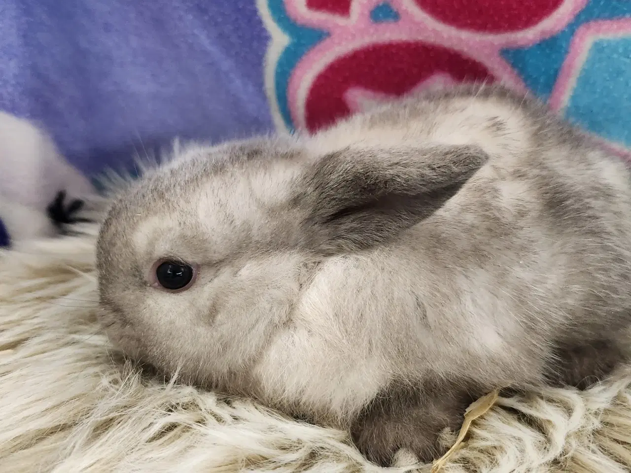 Billede 2 - Minilop kaninunger