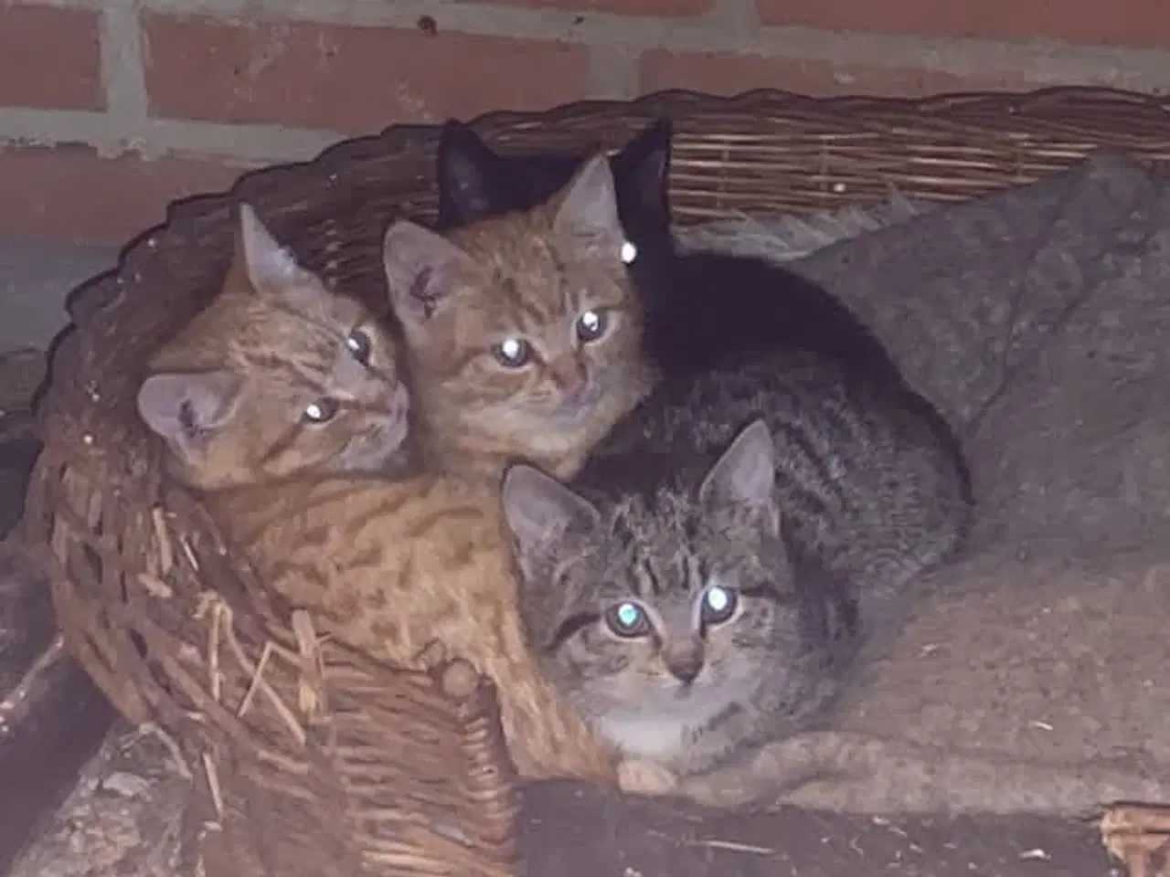 Billede 5 - Søde kattekillinger