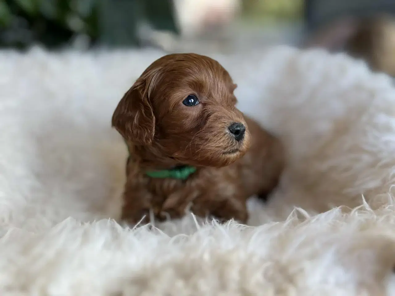 Billede 2 - Maltipoo tæve 