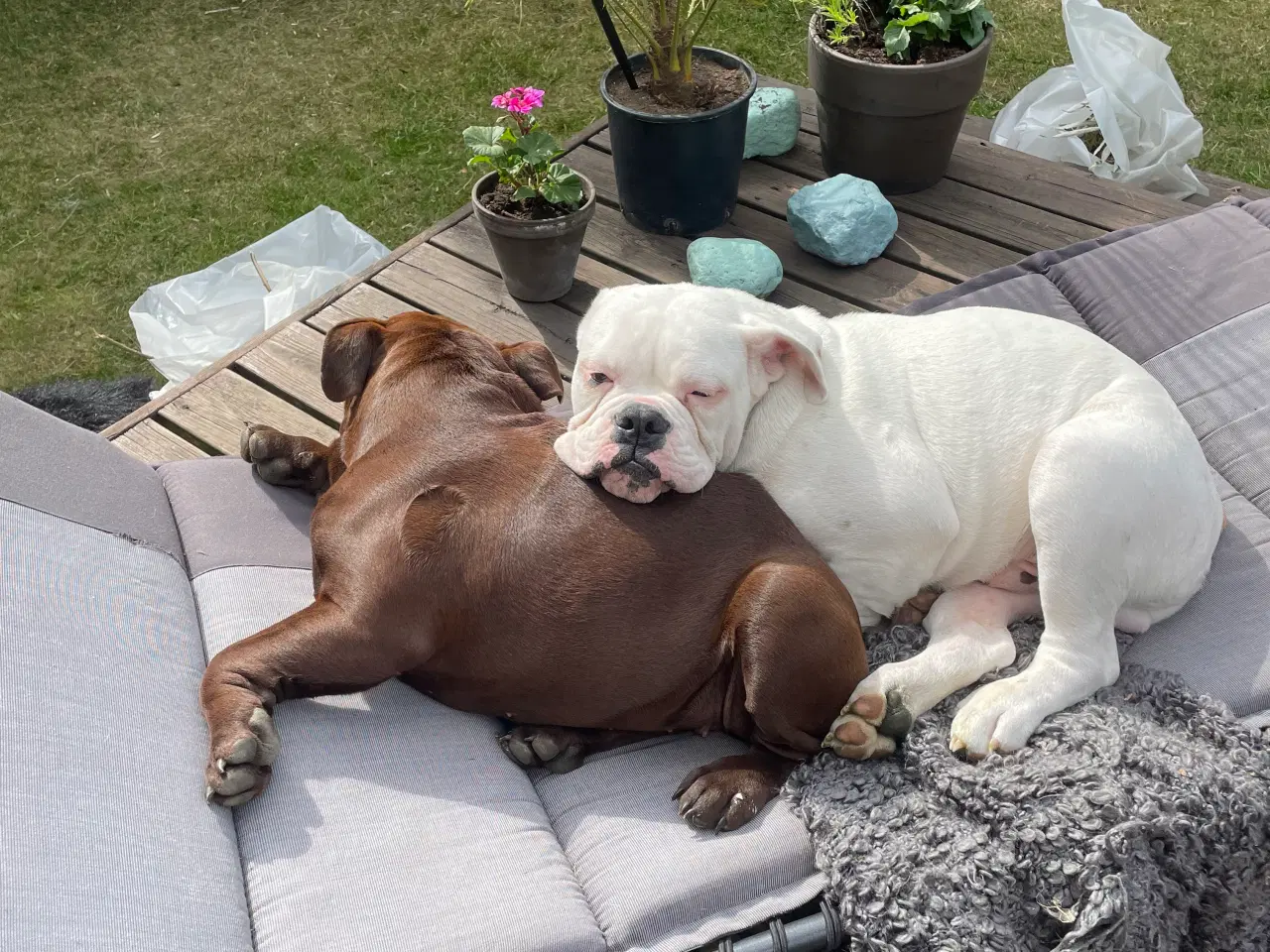 Billede 9 - Olde English bulldog 6 mdr