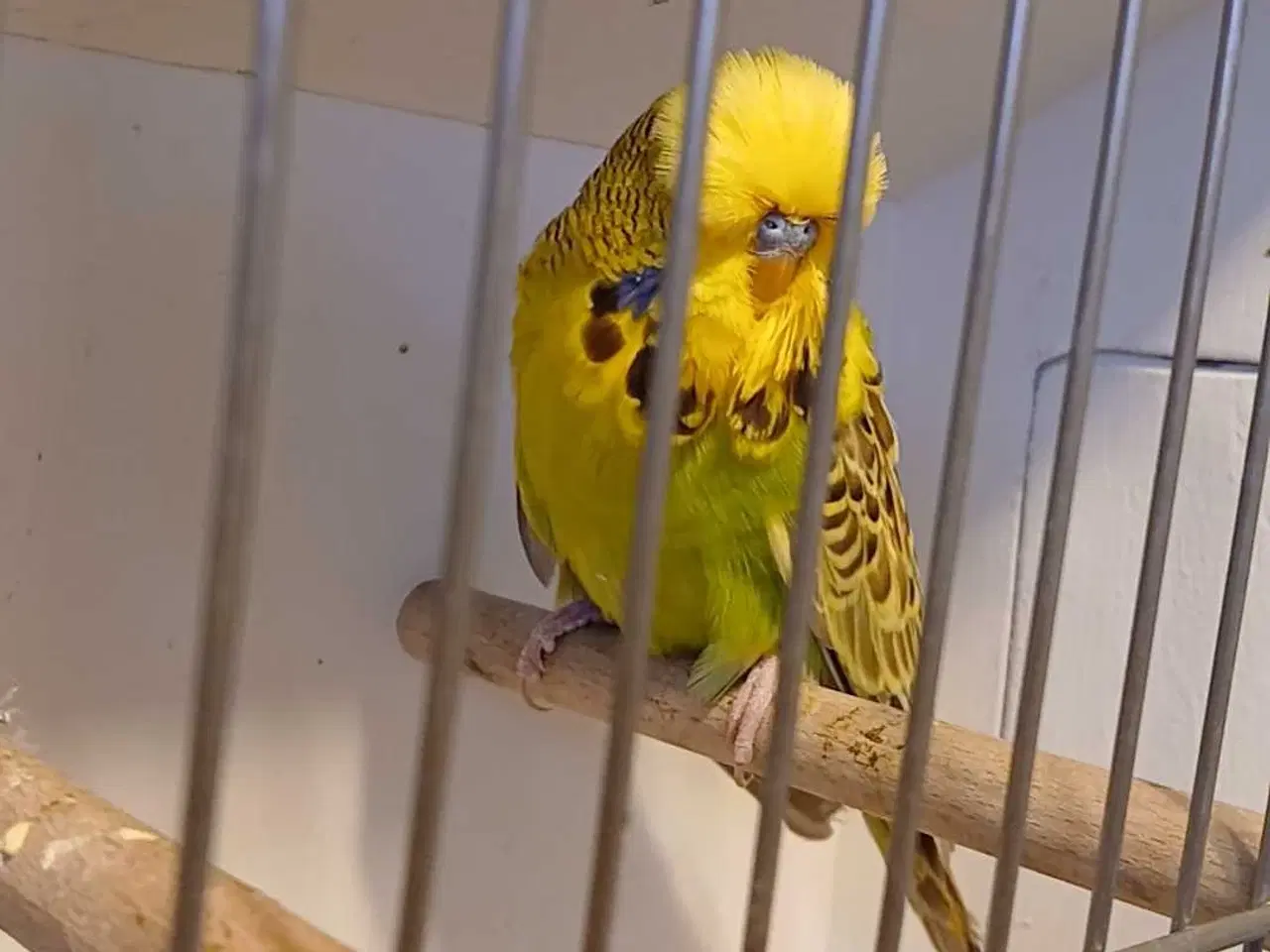 Billede 12 - 1 par Engelske undulater 