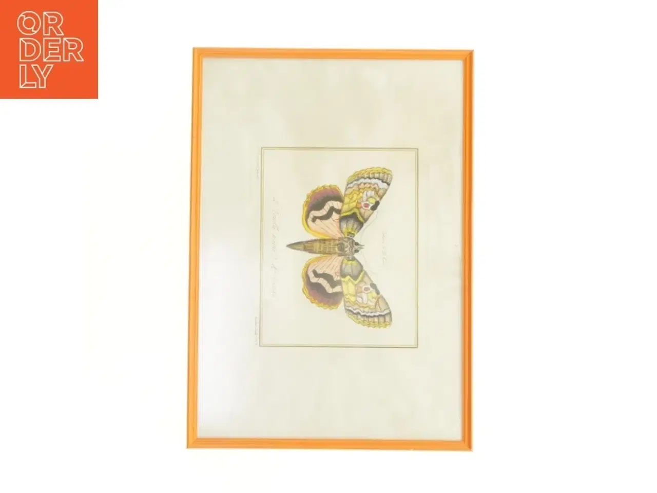 Billede 4 - Indrammet sommerfugletryk fra Bekendt (str. 41 x 29,5 cm)
