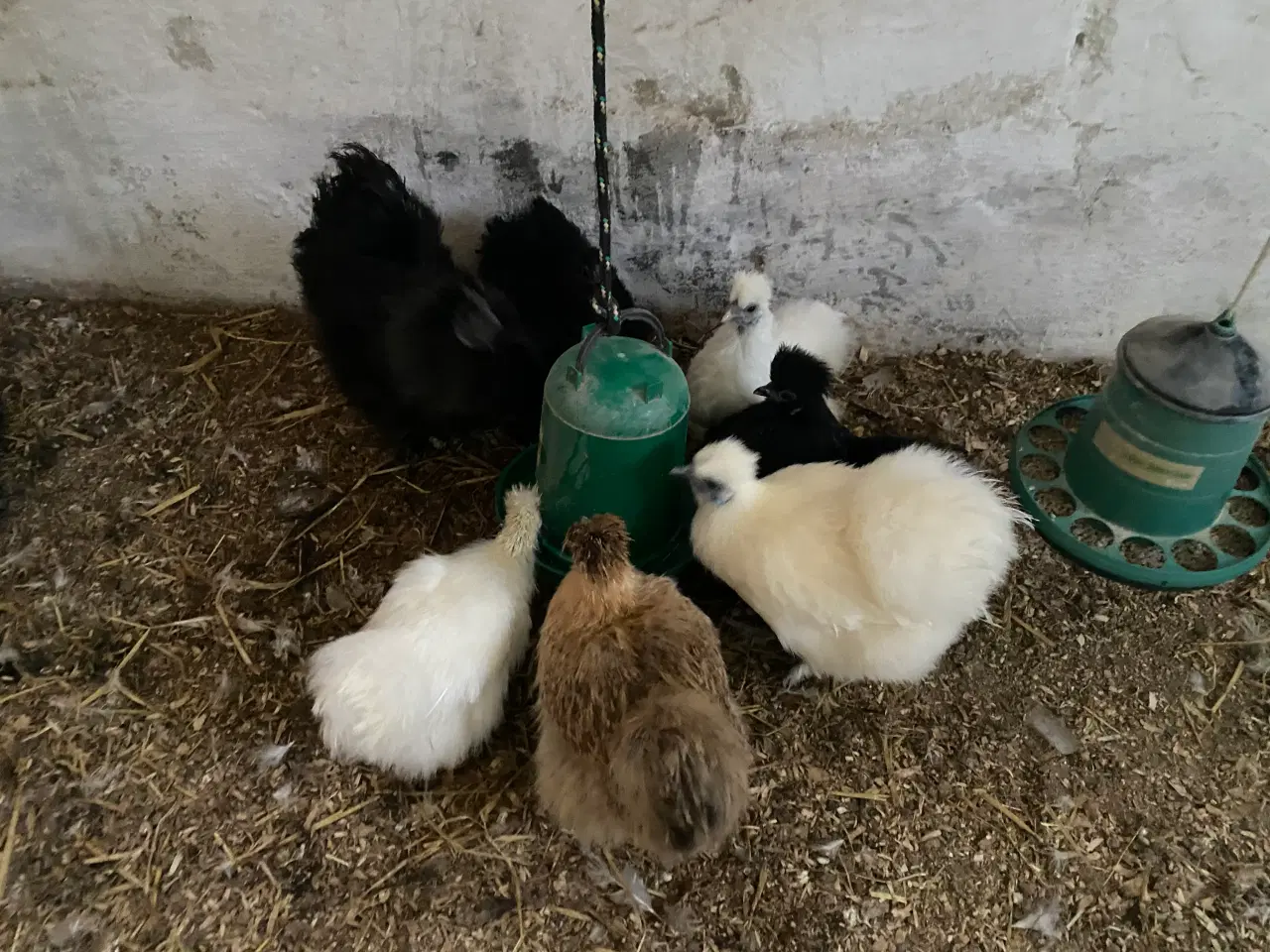 Billede 4 - Silke høns