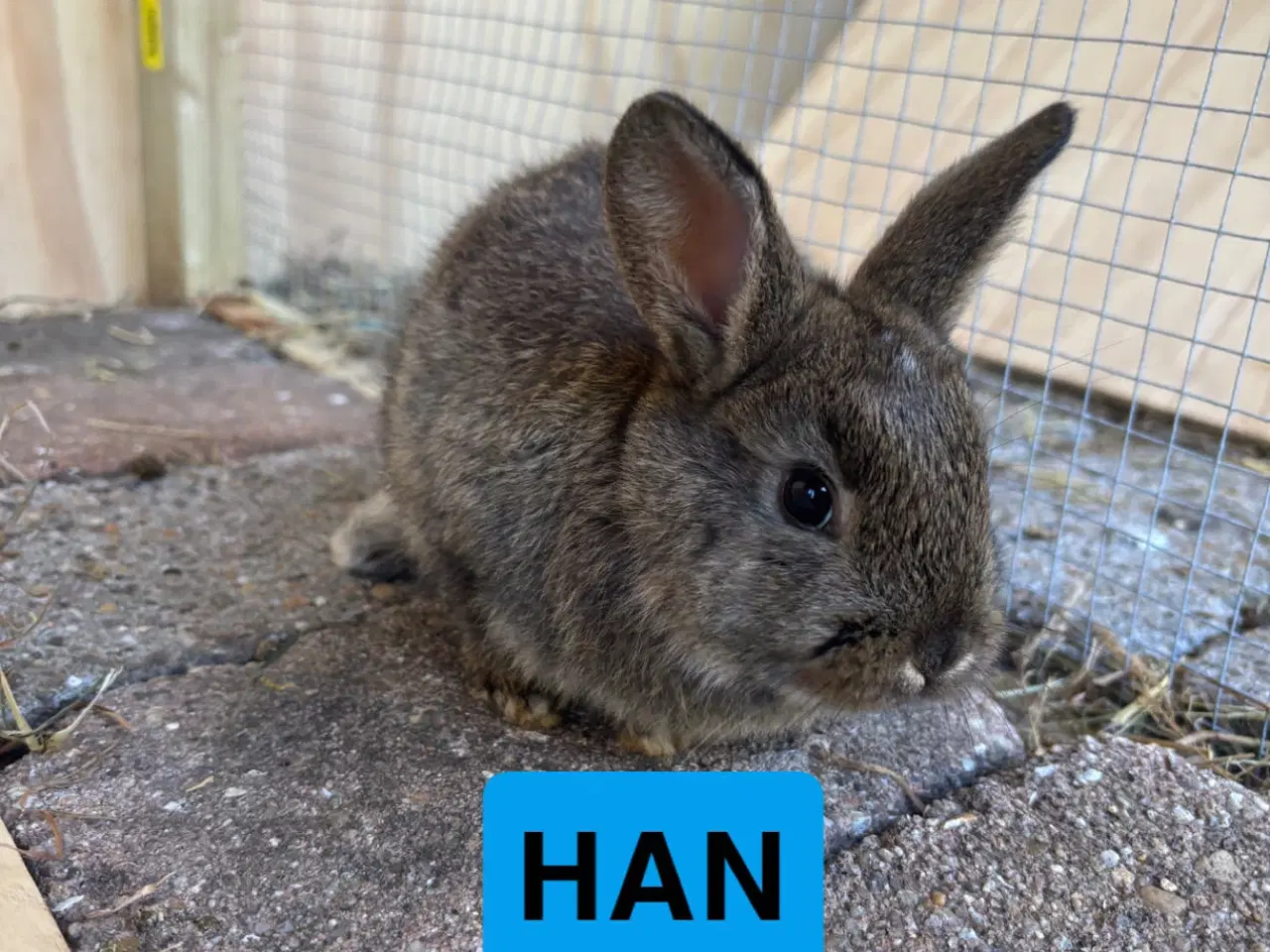 Billede 2 - Kanin unger 