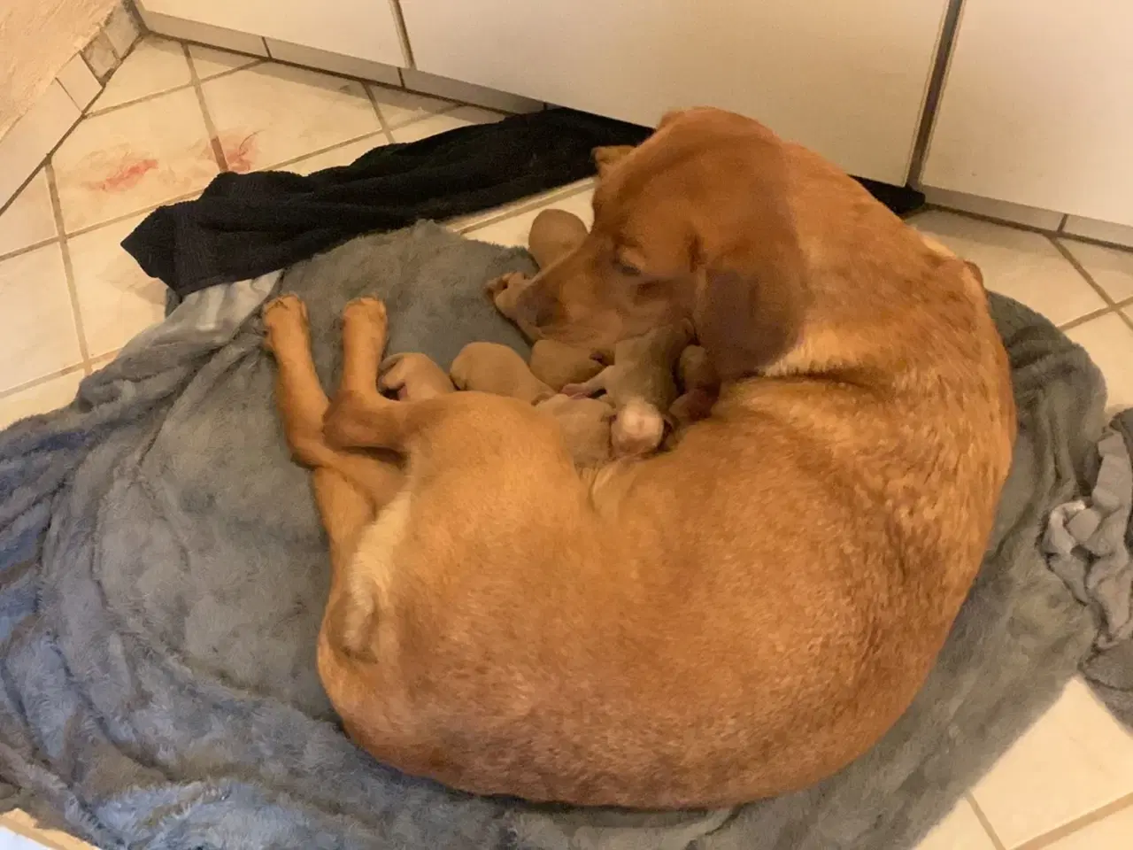 Billede 6 - Røde labrador hvalpe