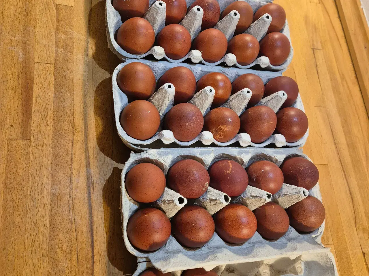 Billede 1 - Rugeæg/kyllinger 