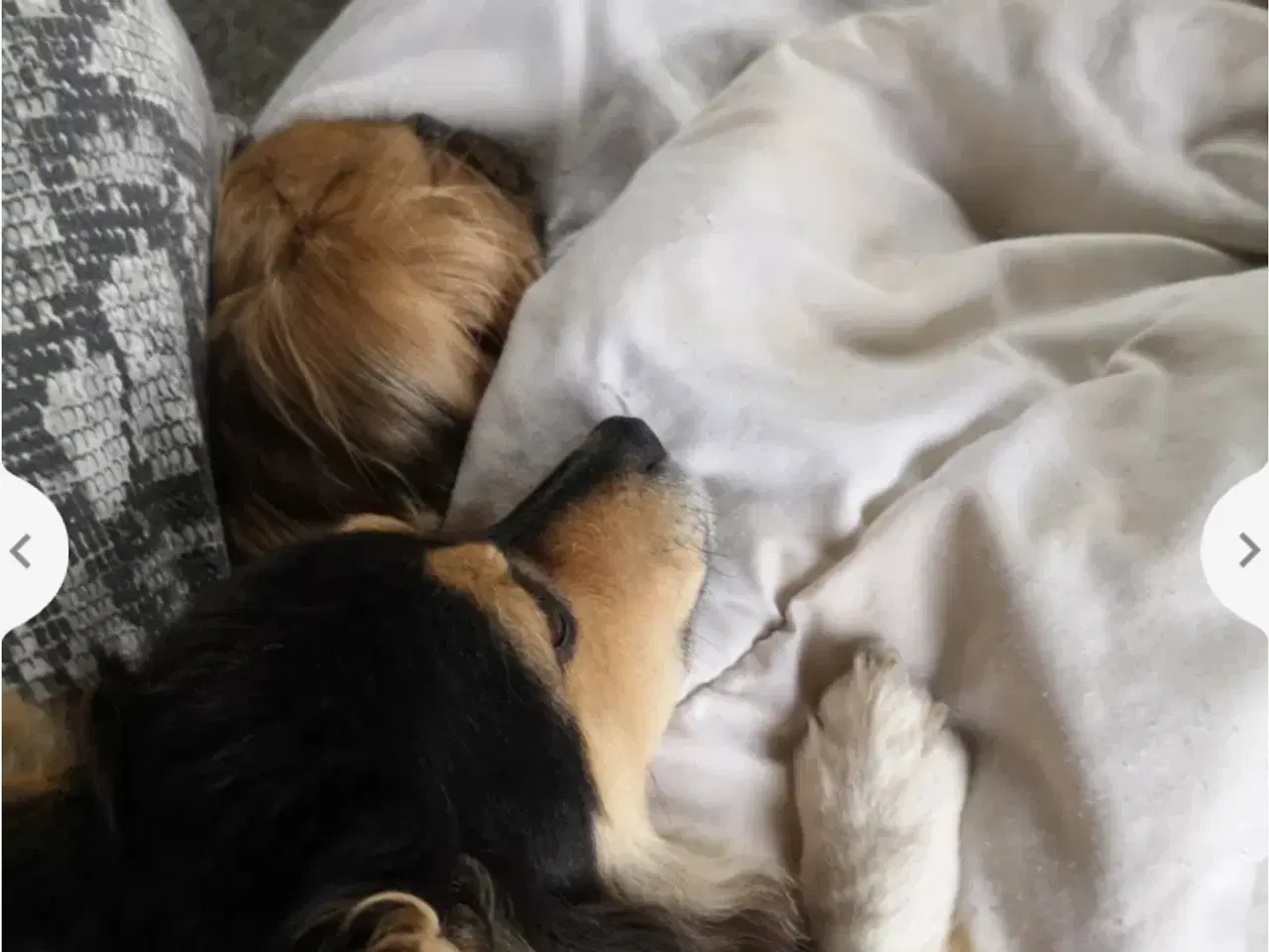 Billede 2 - Lille Lucky