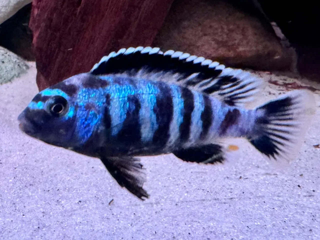 Billede 3 - Har en lille flok f2 super flotte salousi malawi 