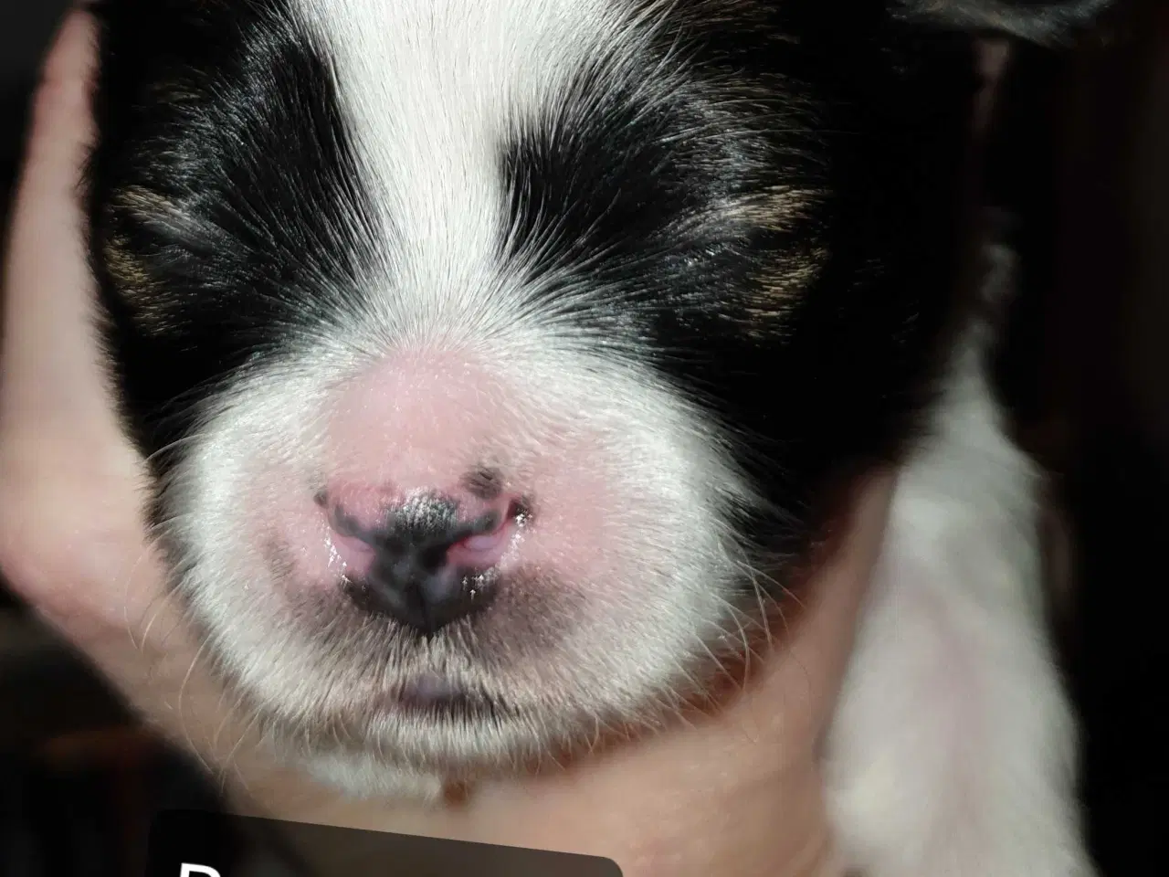 Billede 5 - Super lækre Lhasa Apso hvalpe 🐾💕