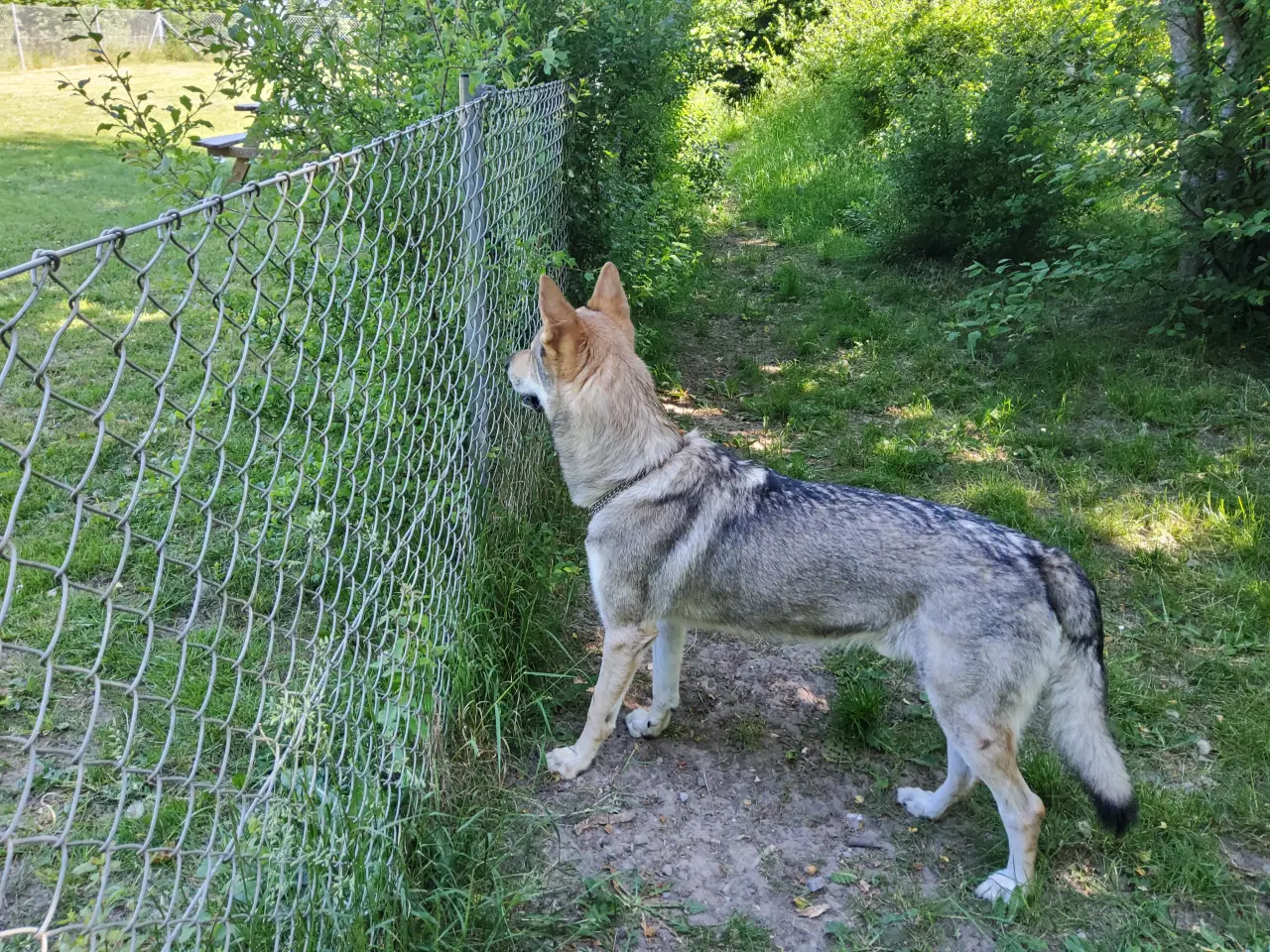 Billede 3 - Tjekkoslovakisk ulvehundehvalpe 