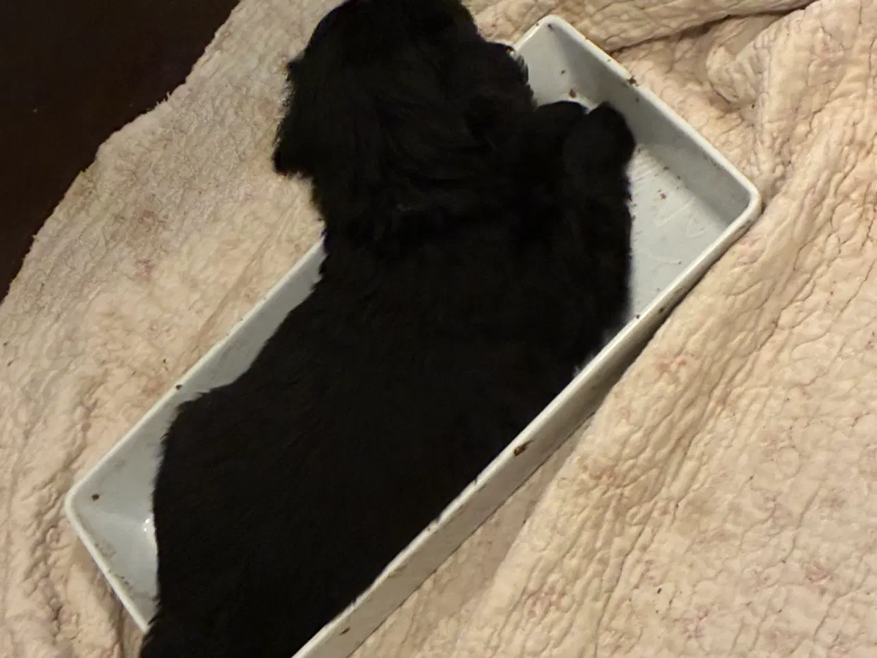 Billede 8 - Super søde familiehunde