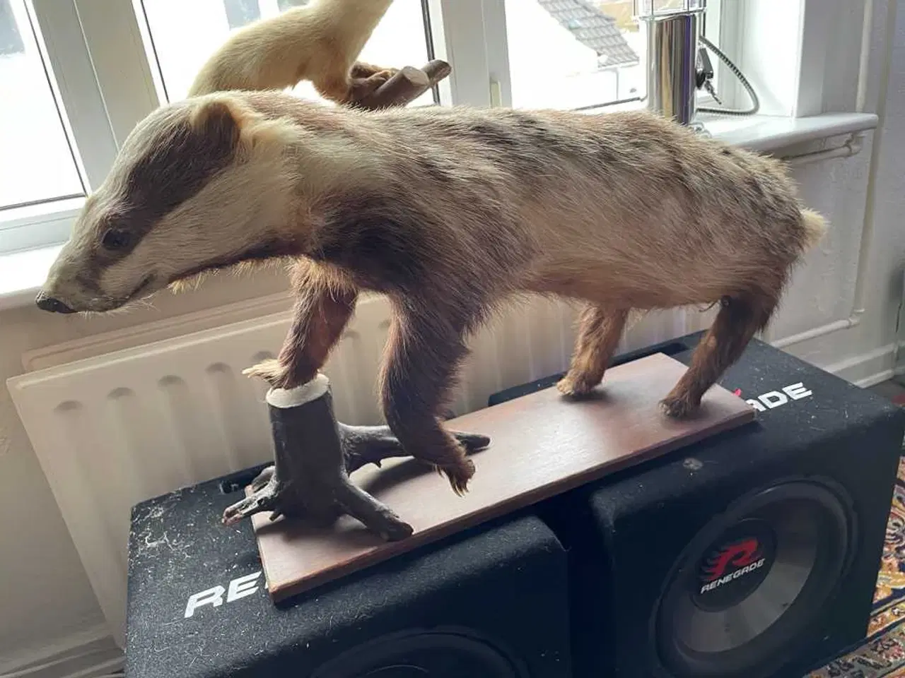 Billede 2 - Hr grævling sælges 