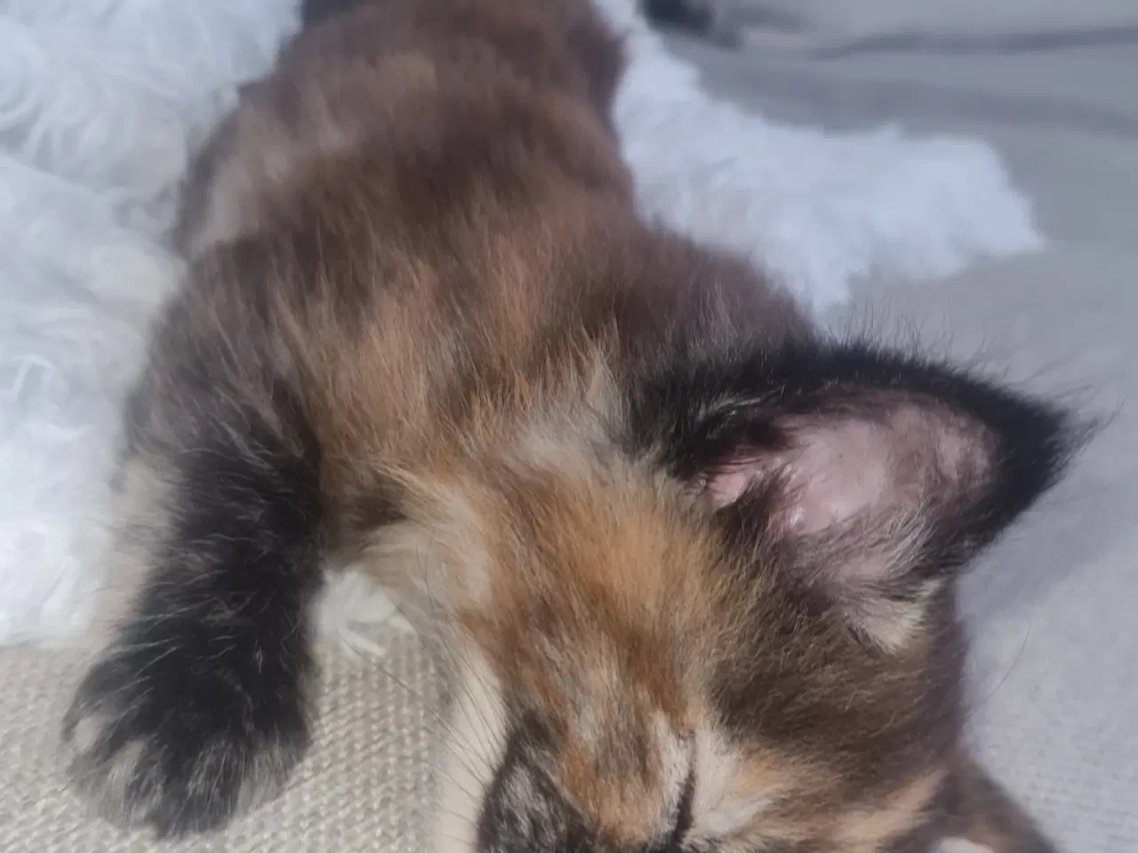 Billede 2 - Sødeste Maine coon killing