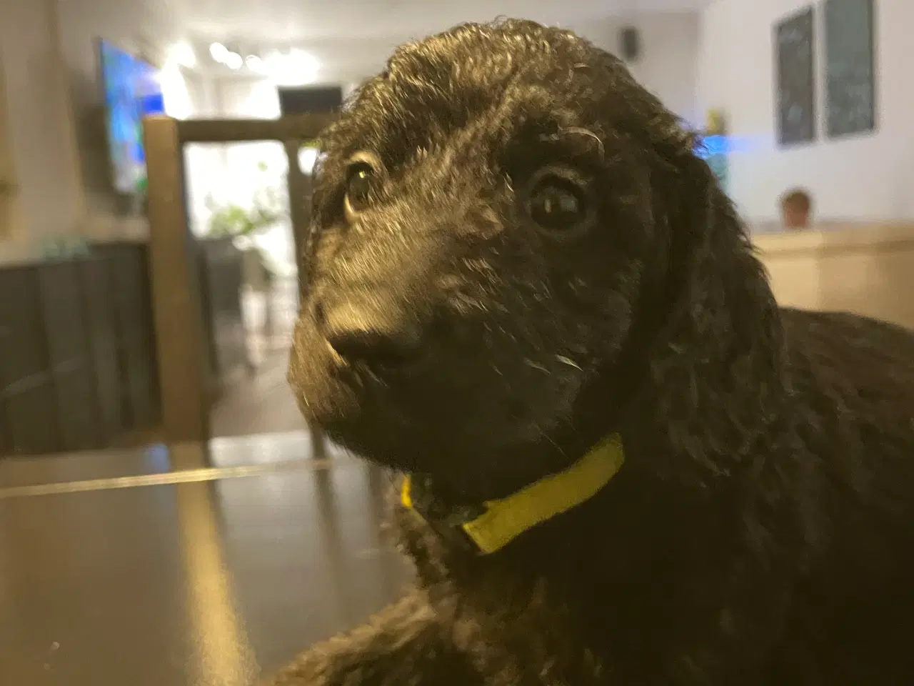 Billede 6 - Labradoodle
