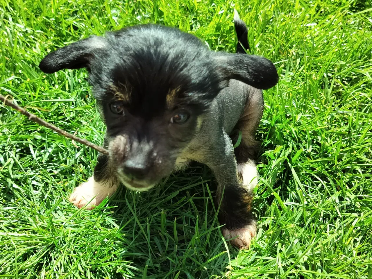 Billede 2 - Chinese crested/powder puff drenge med DKK stambog