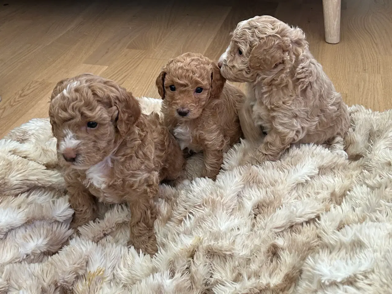 Billede 3 - Energivenlige fælder ikke dværgpuddel hundehvalpe