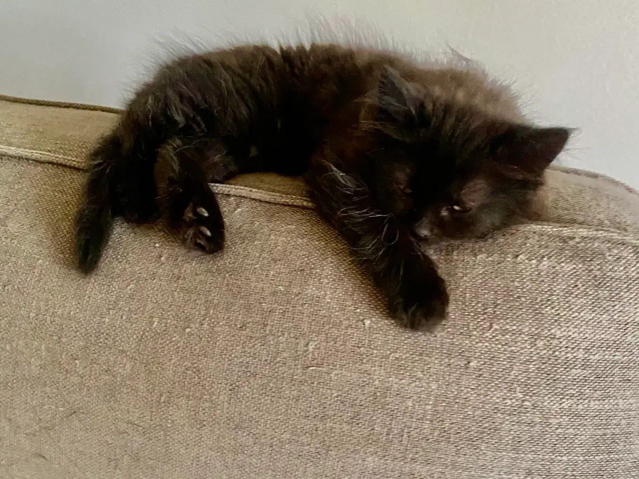 Billede 6 - Maine Coon Perser killinger
