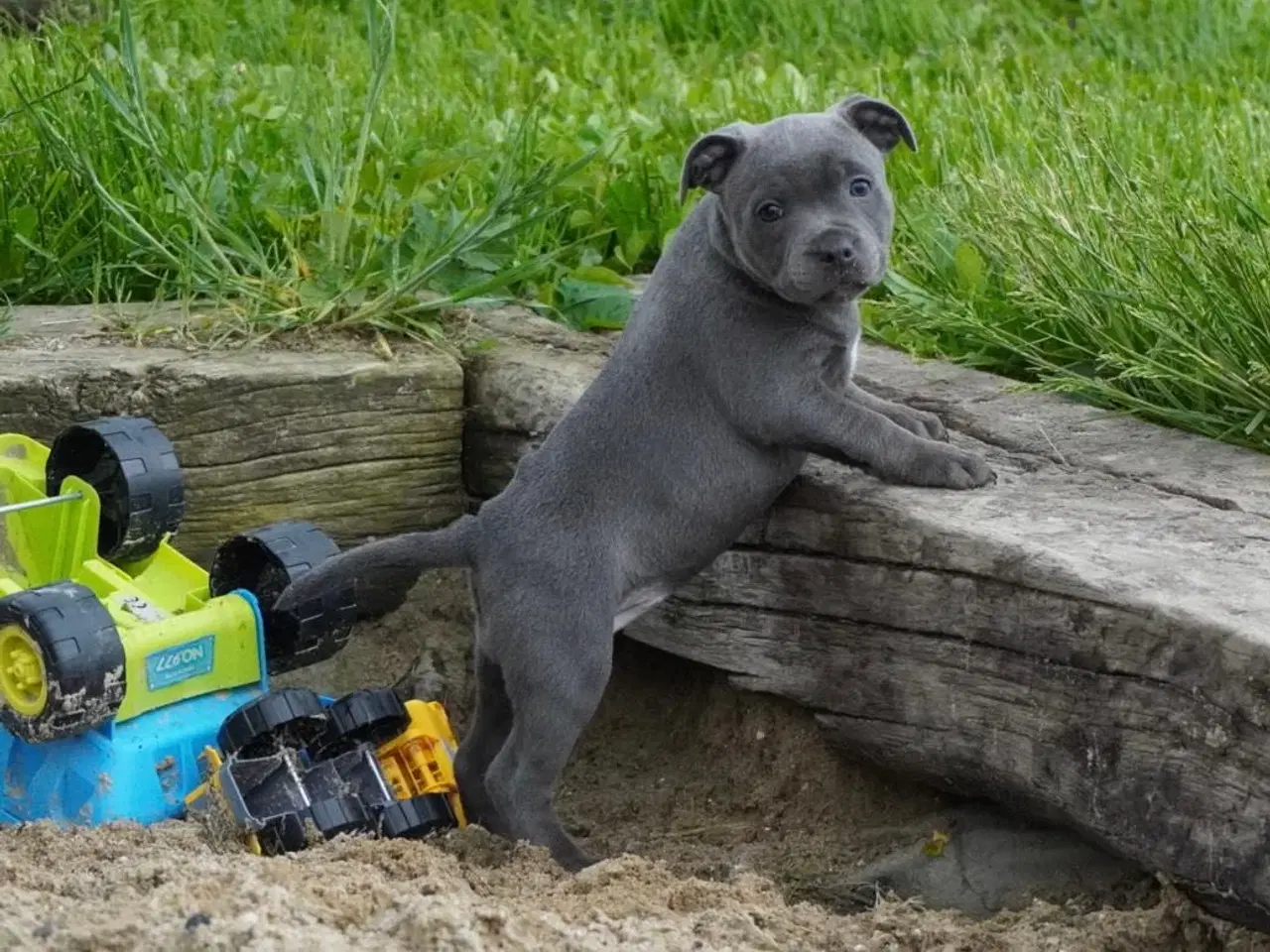 Billede 1 - Engelsk staffordshire bullterrier