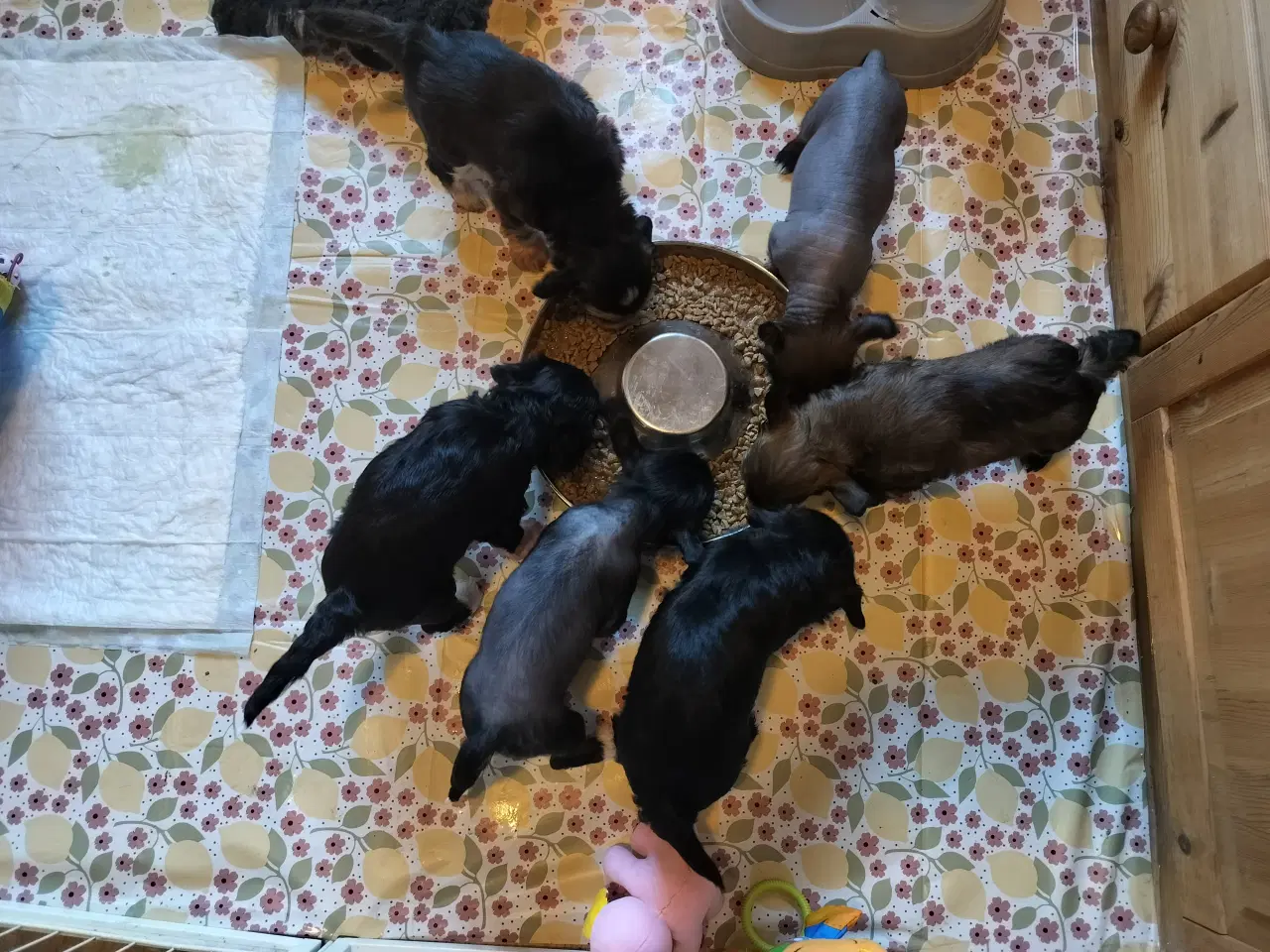 Billede 10 - Chinese crested/powder puff drenge med DKK stambog