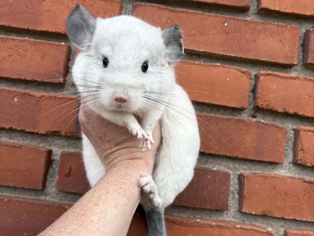Billede 3 - HAN Wilson White chinchilla 