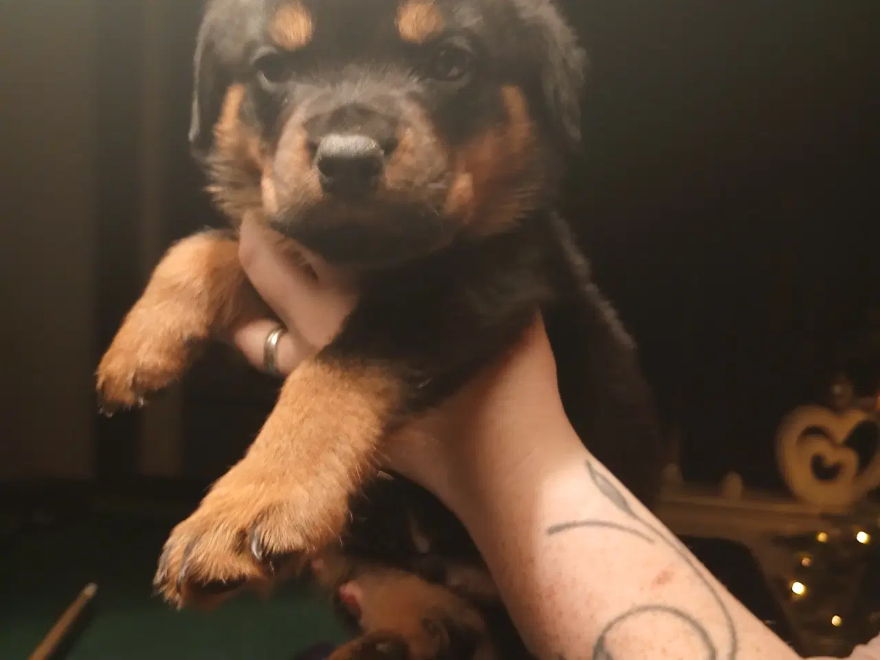 Billede 6 - Ægte Rottweiler 