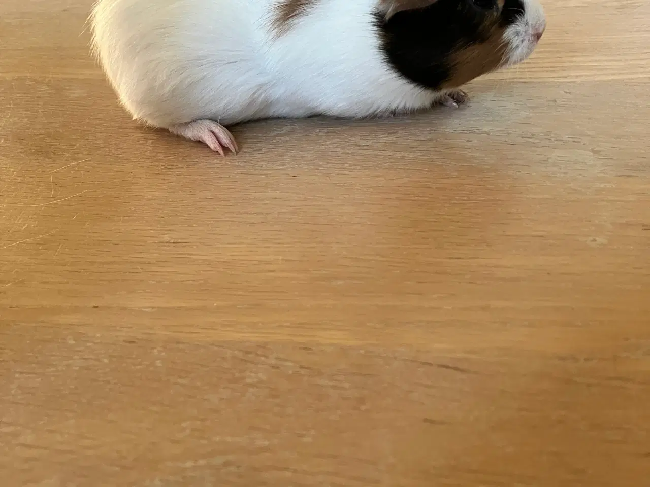 Billede 6 - Smukke marsvineuger