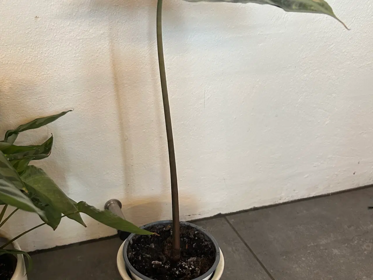 Billede 5 - Sunde stueplanter fra røgfrit hjem