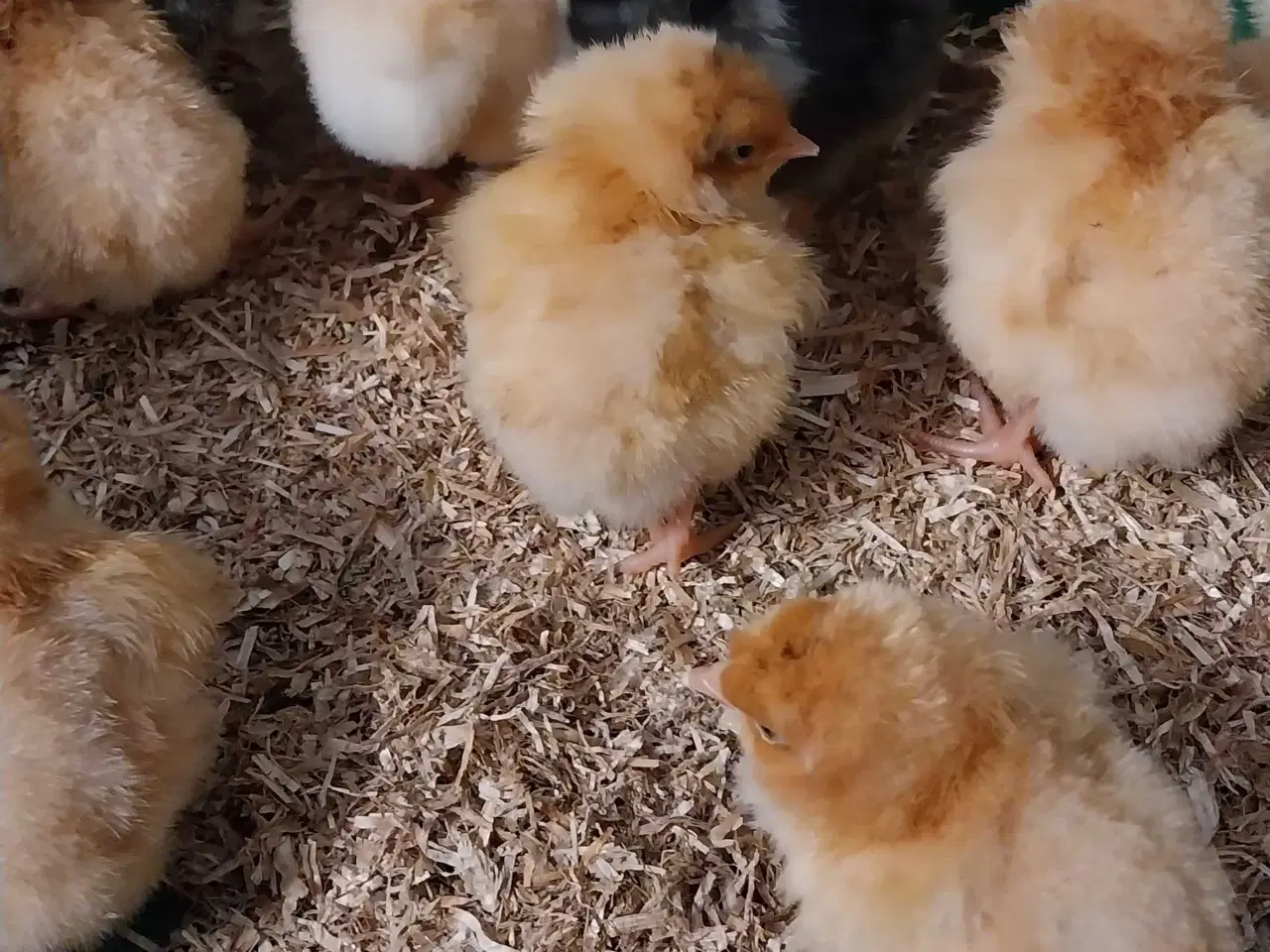 Billede 3 - Kyllinger søger nyt hjem 