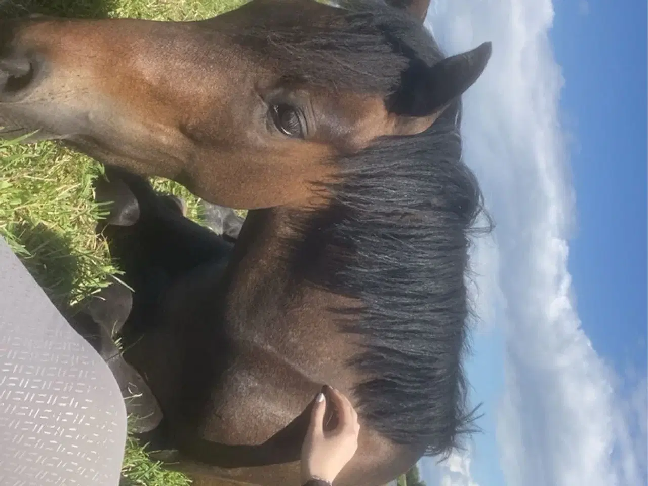 Billede 4 - tilridning eller videresalg af pony tilbydes
