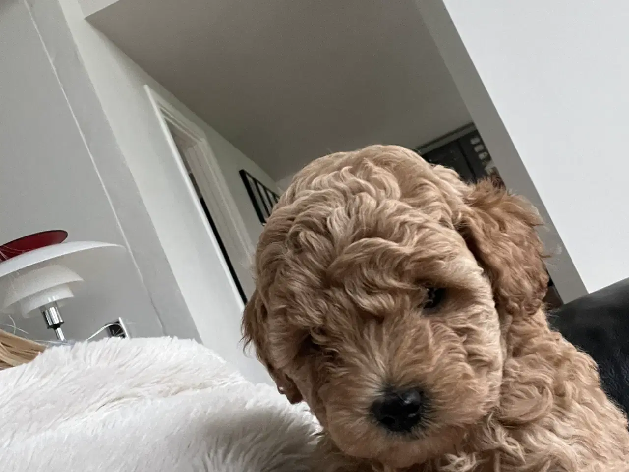 Billede 7 - 🐩 Små dværgpuddelhvalpe søger nye kærlige hjem 🏡