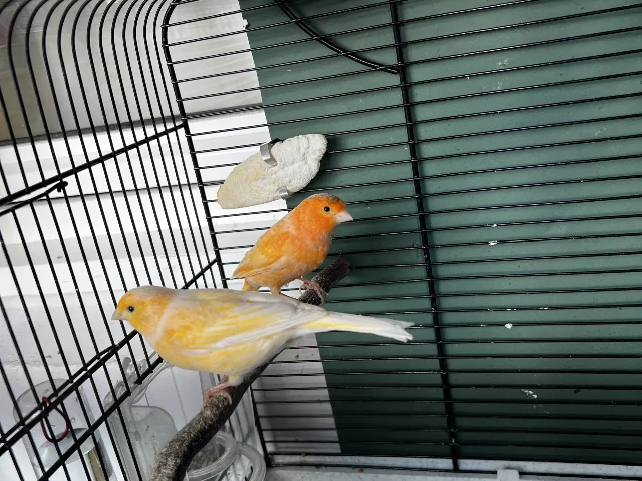 Billede 4 - Et elegant par unge kanariefugle