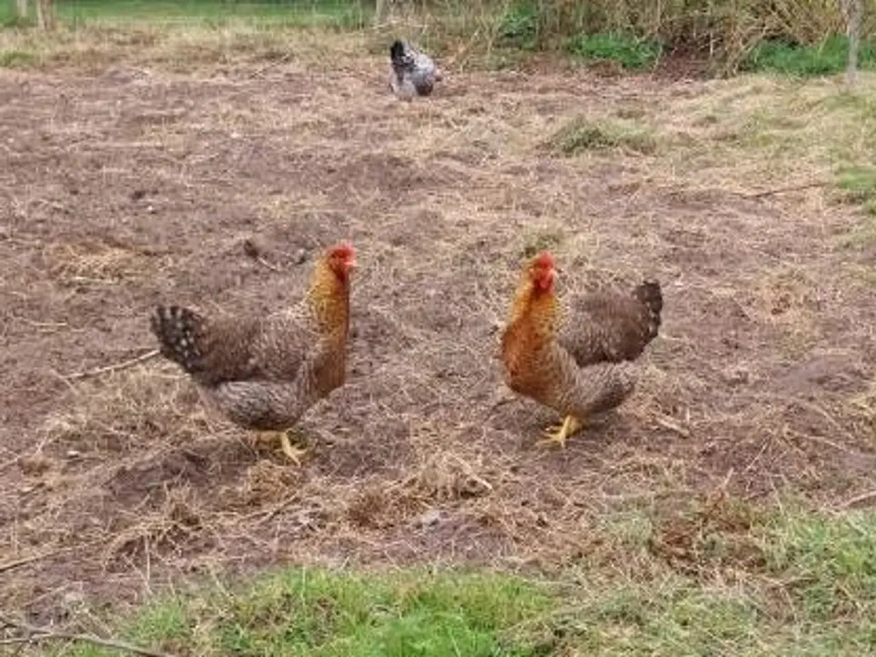 Billede 2 - Bielefelder rugeæg sælges stor race.